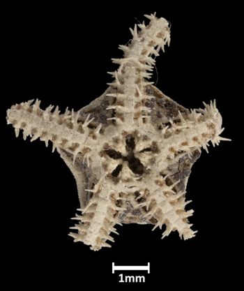 Media type: image; Invertebrate Zoology OPH-1304   Aspect: ventral